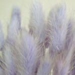 Лагурус сухоцвет светло-фиолетовый