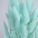 Лагурус сухоцвет тифани