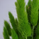 Лагурус сухоцвет темно-зеленый