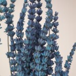 Лаванда стабилизированная ярко-синяя