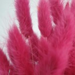 Лагурус сухоцвет ярко-бордовый