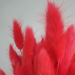 Лагурус сухоцвет ярко-красный