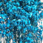 Гипсофила стабилизированная ярко-синяя