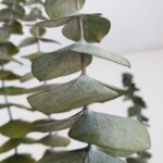 Эвкалипт стабилизированный (бейби блю) зеленый