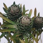 Леукодендрон стабилизированный зеленый