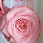 Роза классическая стабилизированная барби