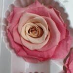 Роза классическая стабилизированная персик+малина