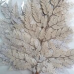 Листья папоротника стабилизированные светло-серые