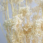 Озотамнус стабилизированный айвори