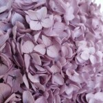 Гортензия стабилизированная аметистовая