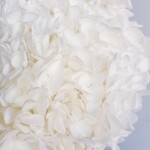 Гортензия стабилизированная белая