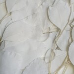 Эвкалипт стабилизированный "Цинерия" белый