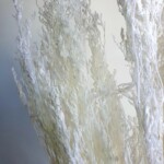 Кермек стабилизированный белый