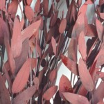 Эвкалипт стабилизированный "Парвифалия" бордо