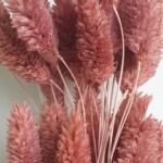 Фалярис сухоцвет чайная роза