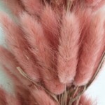 Лагурус сухоцвет чайная роза