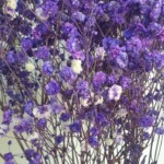 Гипсофила стабилизированная фиолетовая