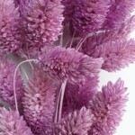 Фалярис сухоцвет фиолетовый