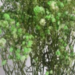 Гипсофила стабилизированная фисташковая