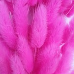 Лагурус сухоцвет фуксия