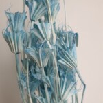 Нигелла сухоцвет голубой