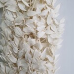 Рускус стабилизированный игольчатый белый