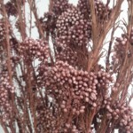 Озотамнус стабилизированный карамельный