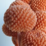 Краспедия  стабилизированная коралловая