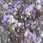 Гипсофила стабилизированная лавандовая