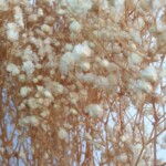 Гипсофила стабилизированная молочная