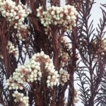 Озотамнус стабилизированный натуральный на красном стебле