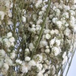 Гипсофила стабилизированная натуральная