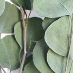 Эвкалипт стабилизированный "Цинерия" натуральный  зеленый