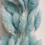 Фалярис сухоцвет небесно-голубой