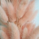 Лагурус сухоцвет нежно-персиковый