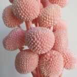 Краспедия  стабилизированная нежно-розовая