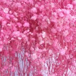 Гипсофила стабилизированная розовая