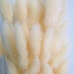 Лагурус сухоцвет шампань