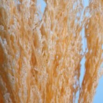 Кермек стабилизированный шампань