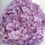 Гортензия стабилизированная сиреневая