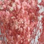 Гипсофила стабилизированная светло-розовая