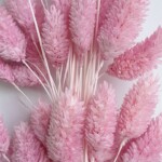 Фалярис сухоцвет светло-розовый