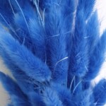 Лагурус сухоцвет темно-голубой