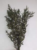 Эвкалипт стабилизированный "Парвифалия" темно-зеленый — изображение 2