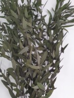 Эвкалипт стабилизированный "Парвифалия" темно-зеленый