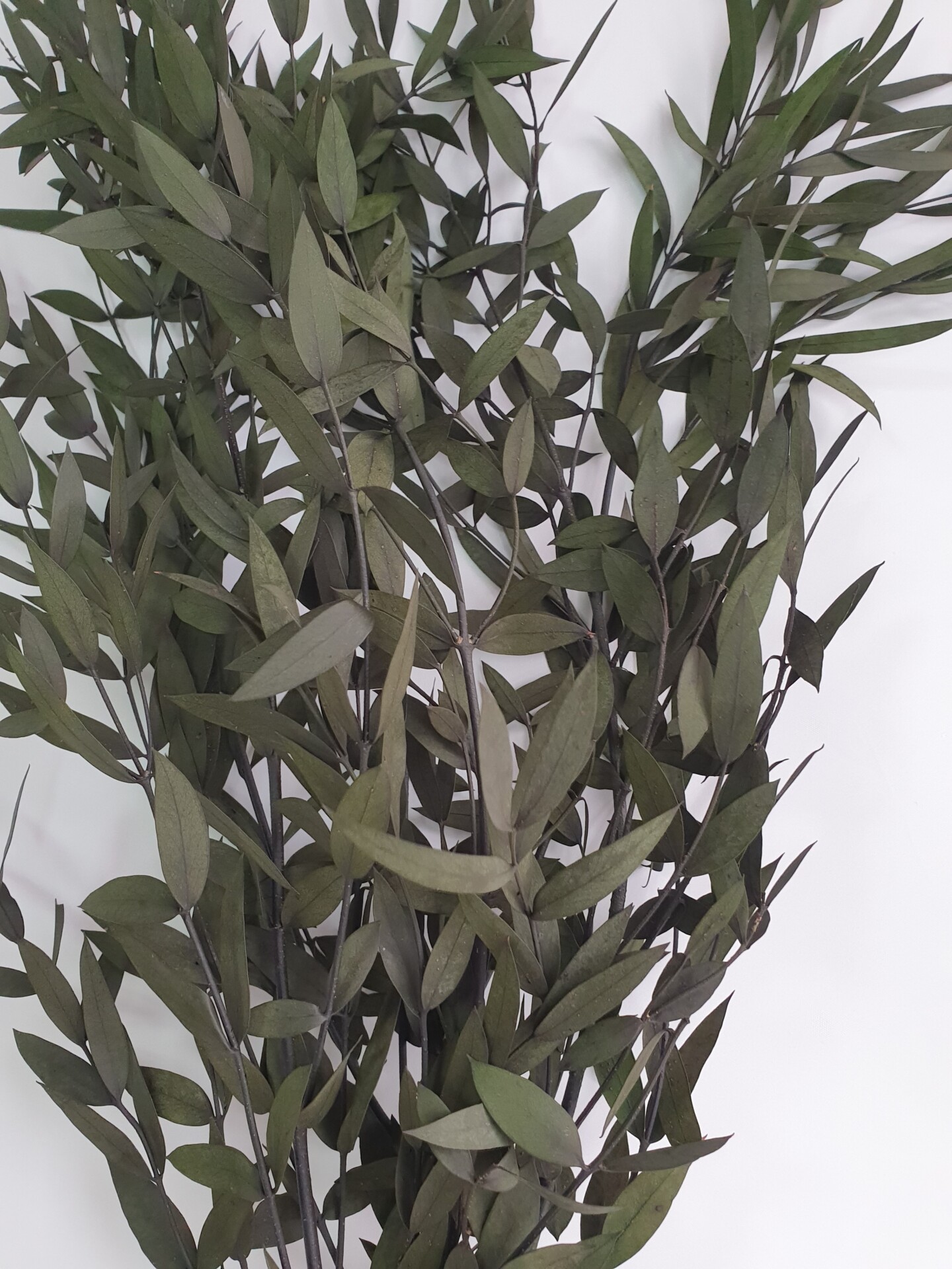 темнозеленый2 Эвкалипт стабилизированный "Парвифалия" темно-зеленый — изображение 1