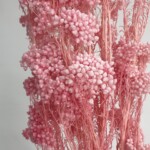 Озотамнус стабилизированный выбеленный розовый