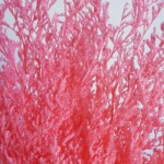 Кермек стабилизированный ярко-розовый