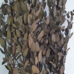 Эвкалипт стабилизированный "Парвифалия" зелено-коричневый