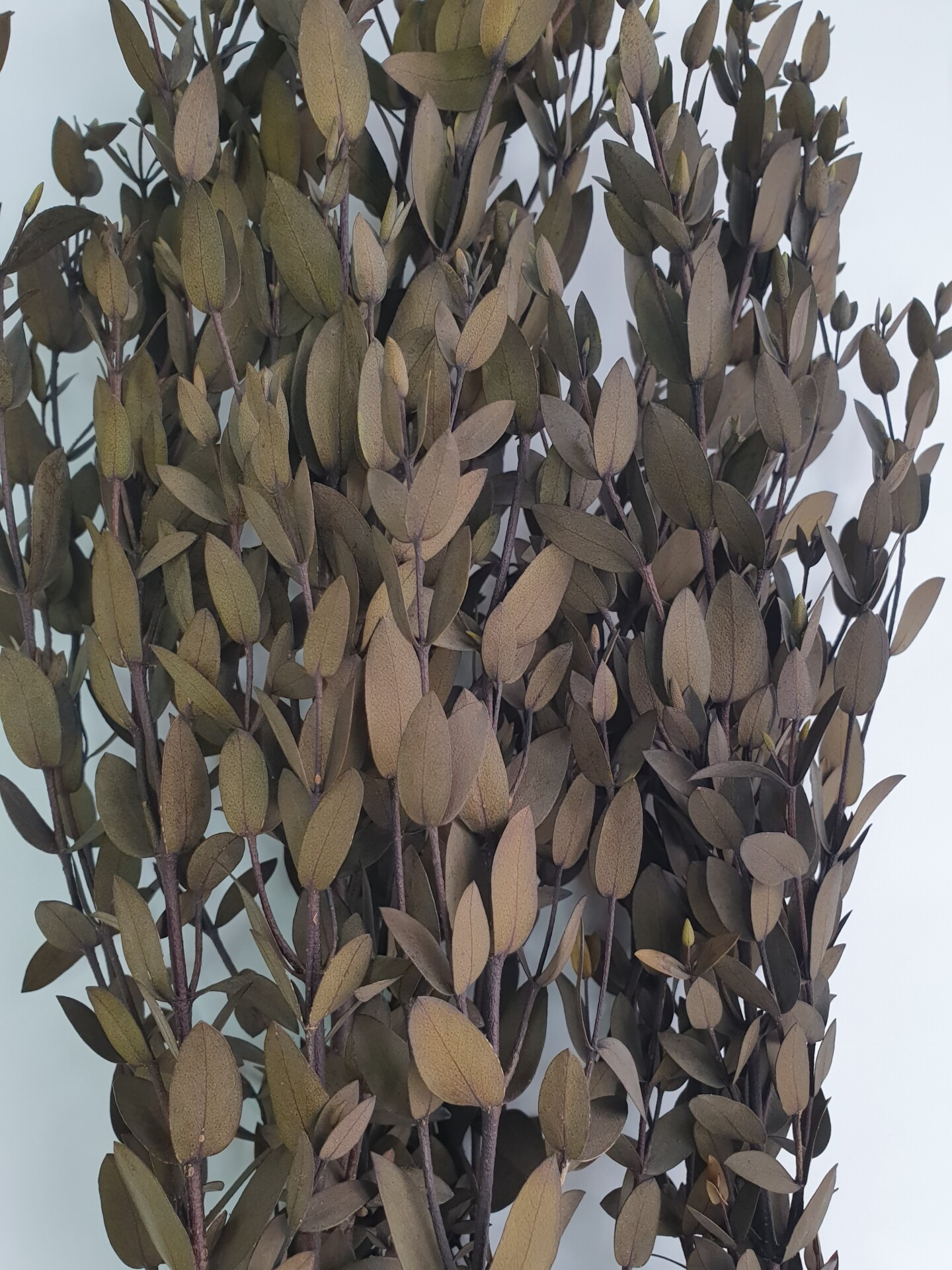 зеленокоричневый2 Эвкалипт стабилизированный "Парвифалия" зелено-коричневый — изображение 1